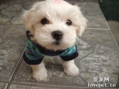 狗狗吃什么有助于發腮？