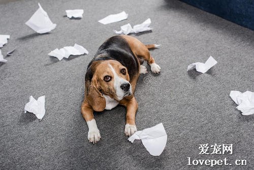 狗狗吃纸是怎么回事？