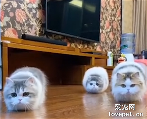 重庆三只矮脚猫模仿主人拖地 在地上来回扭动身体，网友：怎么做到如此统一