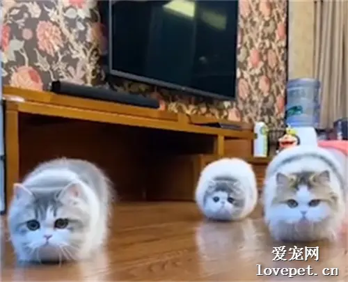 重庆三只矮脚猫模仿主人拖地 在地上来回扭动身体，网友：怎么做到如此统一