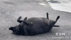邻居家的狗狗躺在路上晒太阳，网友出门吓了一跳：我以为是头野猪！