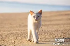 世界名猫之泰国御猫品种介绍