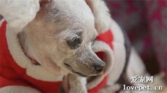 老奶奶与狗狗相依为命14年，而将狗狗弃养送人却成为她唯一选择