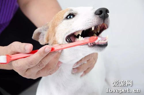 狗狗刷牙的注意事项