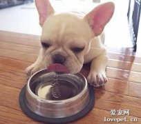 怎样喂小狗吃饭 狗狗用餐顺序的训练方法?