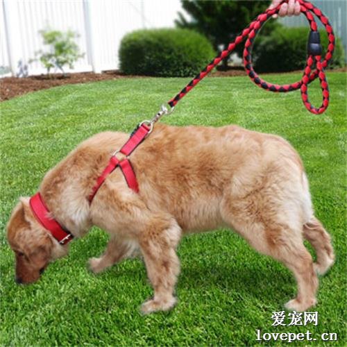 如何用狗绳有效训狗 让狗狗听话的训练方法