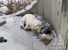 这天，一黑一白两只狗狗在冰雪天中，相互依偎着去世了…