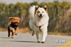 哪些狗狗要小心運動過量？