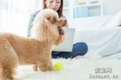 怎么让小狗狗习惯独自在家?