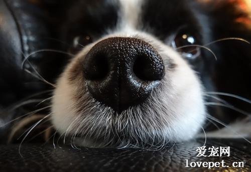 狗的鼻子凉，狗的鼻子总是凉的是怎么回事？