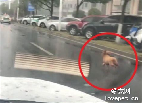 女子把小狗扔在雨中打车离开，小狗奋力追赶,“为什么不要我了？”