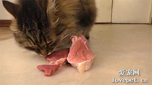 到底能不能给宠物猫咪和狗狗喂生肉？