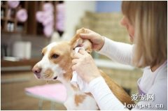 狗狗外耳炎和中耳炎发病的常见原因