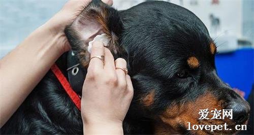 狗狗外耳炎和中耳炎发病的常见原因