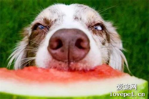 最适合狗狗吃的6种水果，不仅美味还能让狗狗越吃越健康