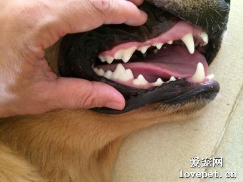 发现狗狗牙齿松动了怎么办？