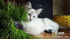 为什么要给猫咪种猫草？