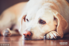狗狗呕吐的厉害，到底是怎样严重的问题？
