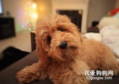 狗狗得了狗癬怎么辦?