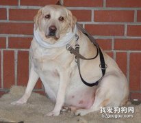 怎么讓狗狗不得肥胖癥？