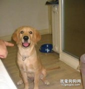 怎么不讓狗狗吃便便？