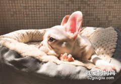狗狗耳螨會傳染嗎？耳螨如何治療？