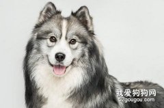 狗狗掉毛太嚴重是怎么回事？