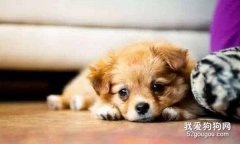 小狗拉稀怎么辦?狗狗拉稀原因及護理要點!