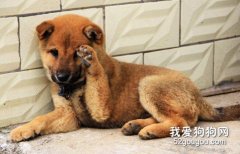如何治療狗狗狗癬？狗癬會危及生命嗎？