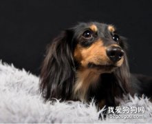 如何給臘腸狗狗清理耳道？