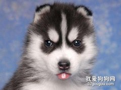 哈士奇掉毛嚴重正常嗎？要怎么辦？