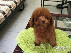泰迪怎么預防皮膚病