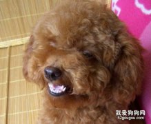 狗狗長了雙排牙怎么辦？