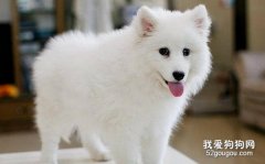 日本銀狐犬要怎么打理 有哪些注意事項