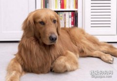 金毛犬咳嗽怎么治療