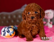 泰迪皮膚病的防治方法
