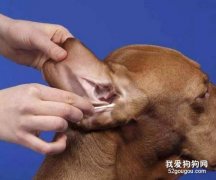 給狗狗清理耳朵的方法，給狗掏耳朵需要很深嗎?