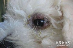狗狗眼睛流淚有分泌物?原來是這些原因造成的!