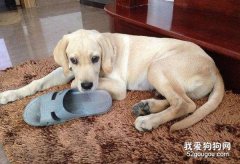 如何讓狗狗不亂咬東西的三個方法