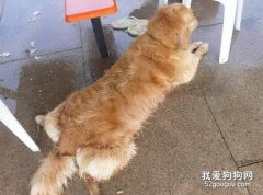金毛得了關節炎怎么治療