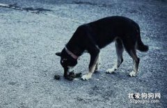 狗狗吃大便怎么糾正