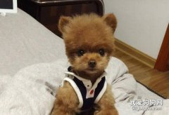 幫狗狗立耳的小竅門