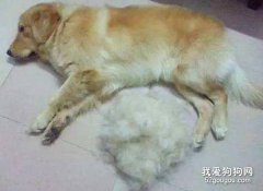 怎樣分辨狗狗是掉毛還是換毛