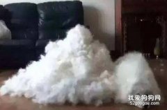 換季時狗狗頻繁掉毛怎么辦