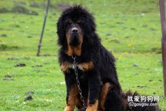 藏獒怎么訓練？藏獒基本動作訓練方法