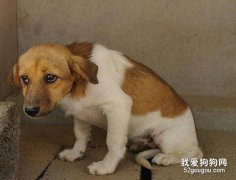 狗狗拉肚子吃什么藥？