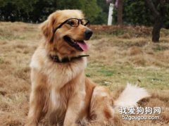 狗狗起干皮，毛發干燥怎么辦
