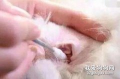 比熊耳螨會傳染給人嗎？