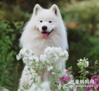 新手如何飼養薩摩耶