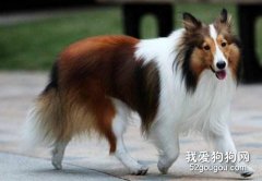 如何正確的給喜樂蒂梳毛